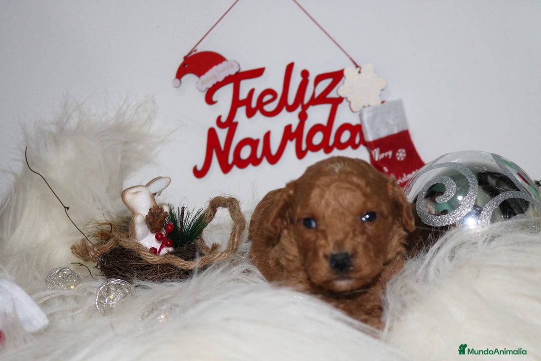 Caniche Enano perros en venta: Caniche enano  - Anuncio 3