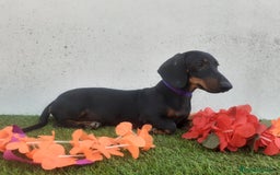 Teckel perros en venta: Machotes guapos de Teckel  - Imagen 3