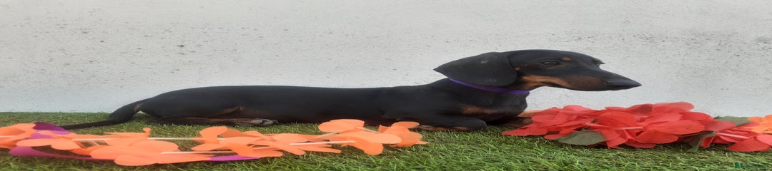 Teckel Cachorro 3
