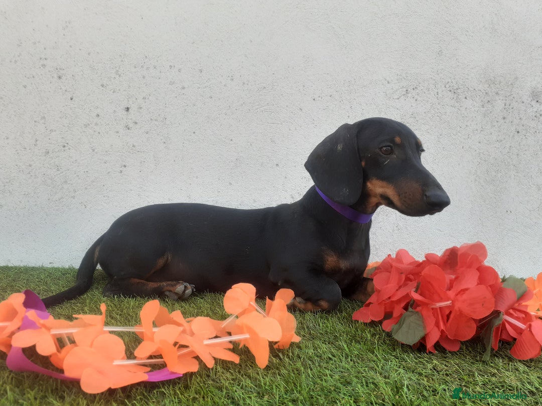 Teckel perros en venta: Machotes guapos de Teckel  - Imagen 3