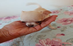 Chihuahua perros en venta: Chihuahua toy en Valencia  - Imagen 3
