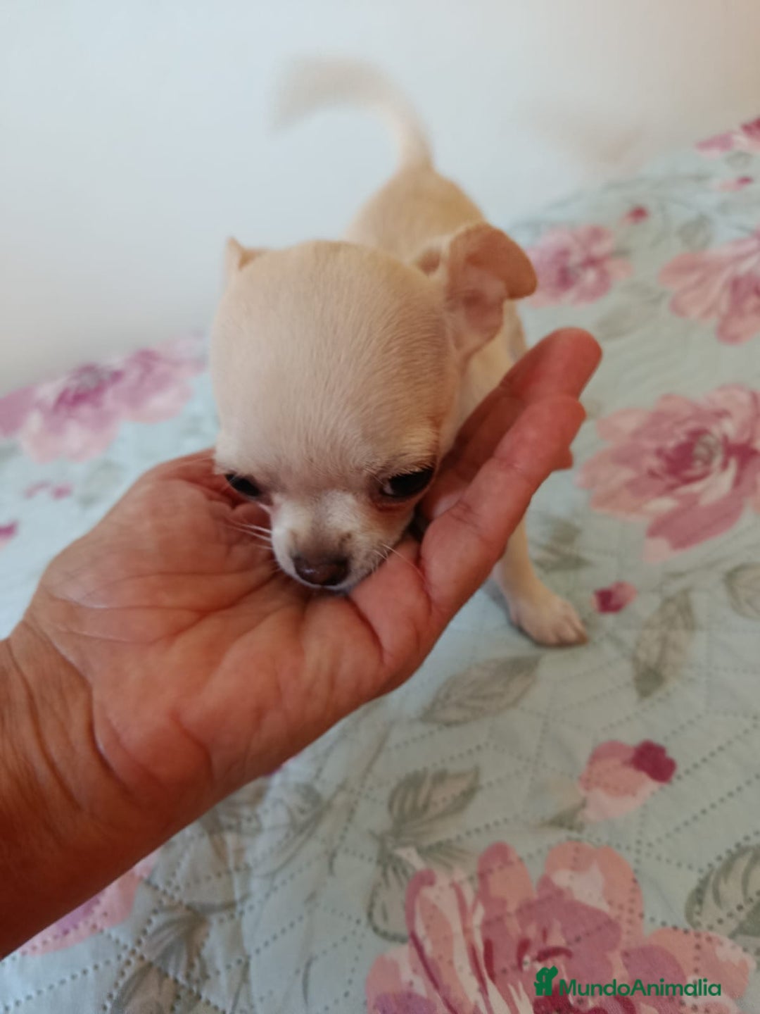 Chihuahua perros en venta: Chihuahua toy en Valencia  - Imagen 3
