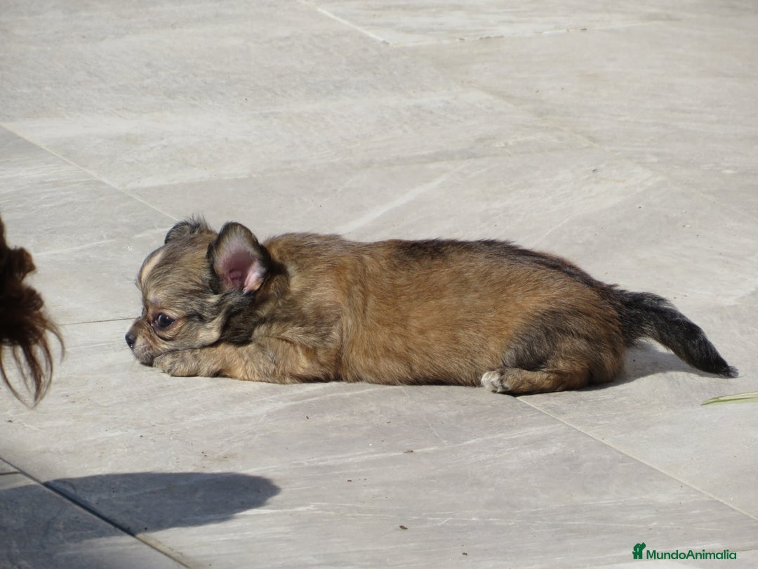 Chihuahua perros en venta: Chihuahuas - Imagen 7