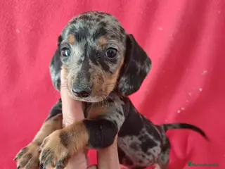 Teckel Miniatura perros Teckel Mini Arlequin - Anuncio 1