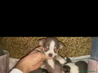 Chihuahua perros Chihuahua machos disponibles ya’ - Anuncio 1