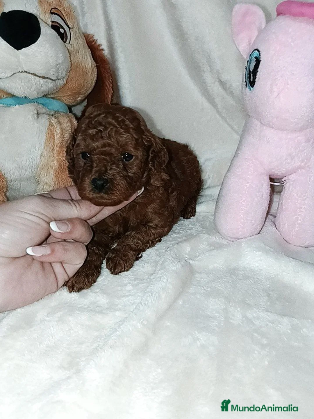 Caniche Toy perros en venta: Caniche toy rojo - Anuncio 2