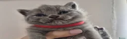 Británico de Pelo Corto gatos en venta: Gatos británico pelo corto - Anuncio 9