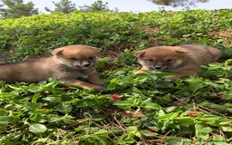 Shiba Inu perros en venta: SHIBA INU - Imagen 13