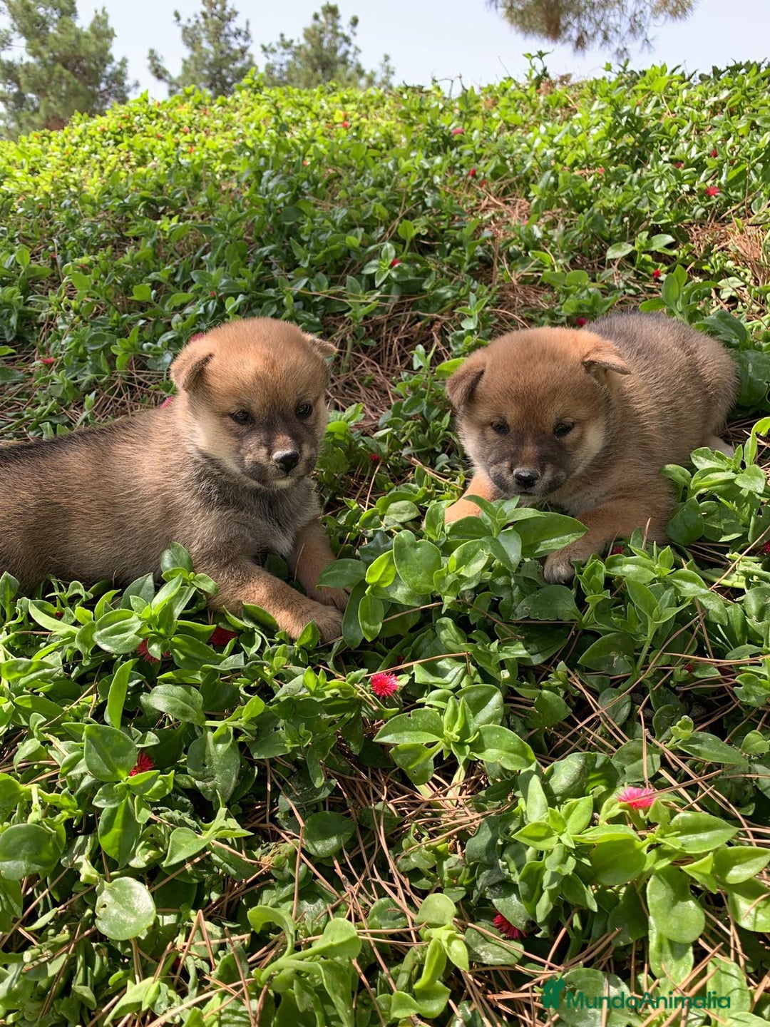 Shiba Inu perros en venta: SHIBA INU - Imagen 13