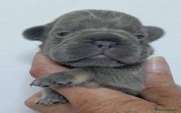 Bulldog Francés perros en venta: Big rope bulldog francés y fluffys - Imagen 6