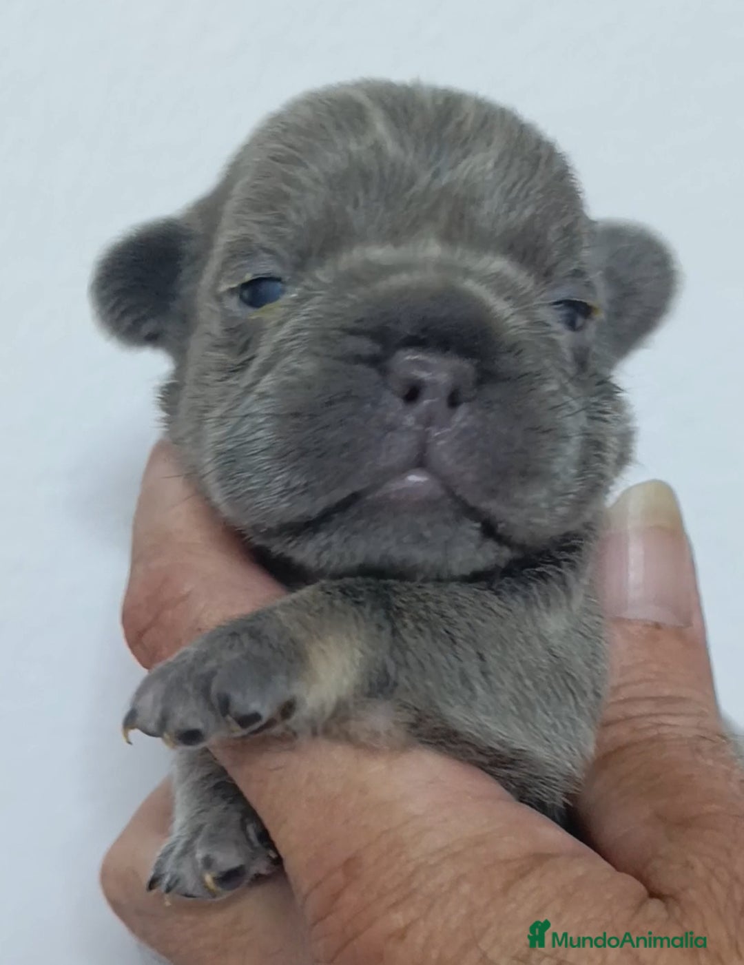 Bulldog Francés perros en venta: Big rope bulldog francés y fluffys - Imagen 6