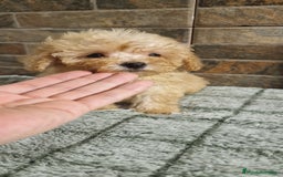 Caniche Toy perros en venta: HEMBRA MINI/TOY - Imagen 3