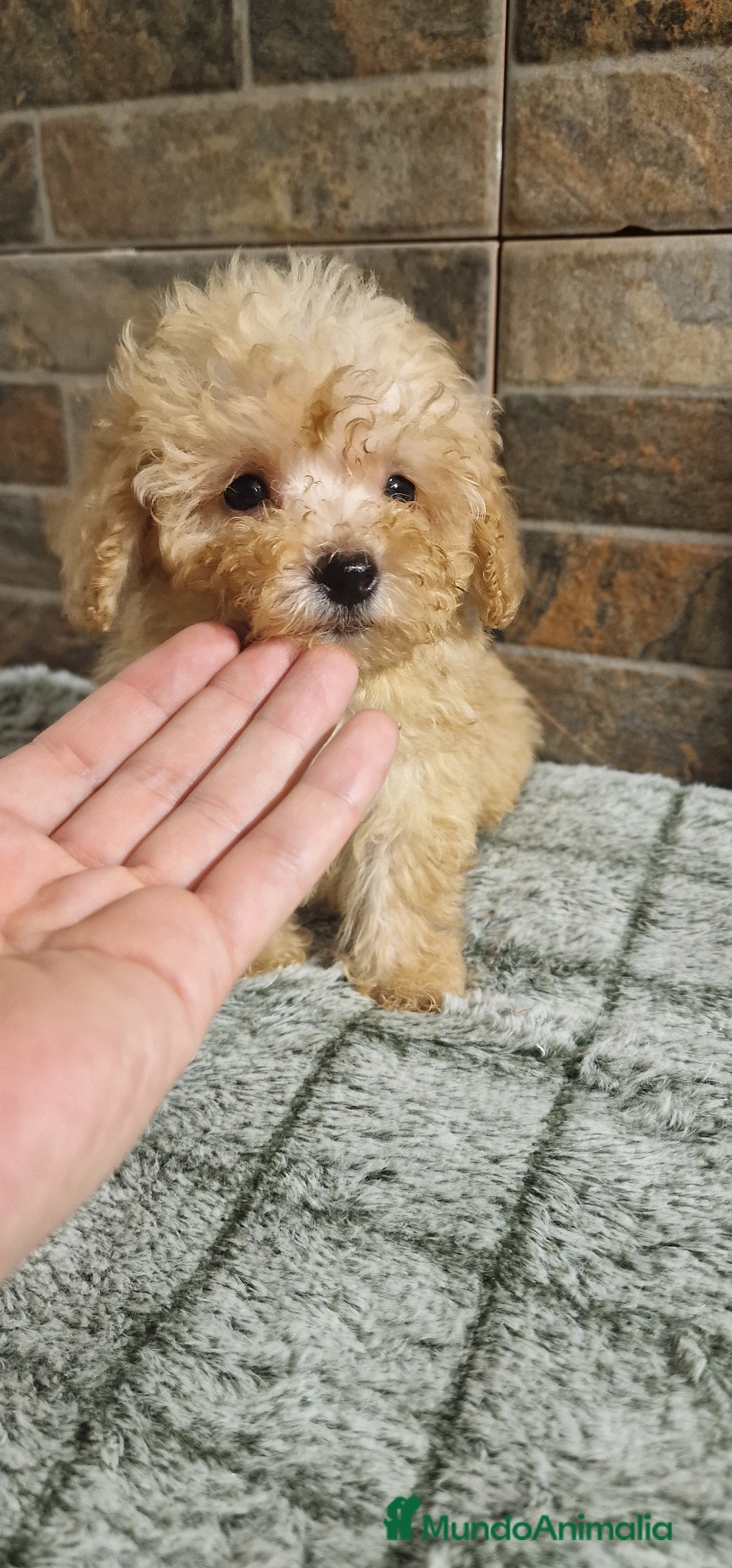 Caniche Toy perros en venta: HEMBRA MINI/TOY - Imagen 3