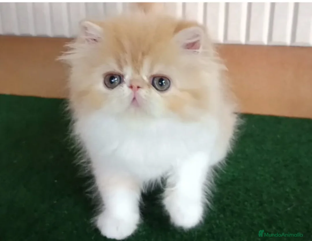 Persa gatos en venta: Macho persa - Anuncio 2