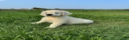 Golden Retriever perros en venta: Camada Golden Retriever.  - Anuncio 7