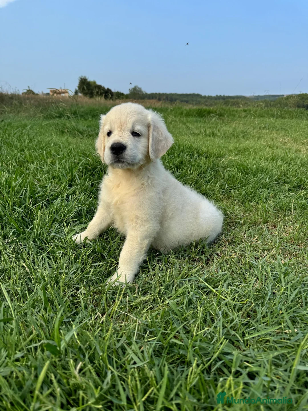 Golden Retriever perros en venta: Camada Golden Retriever.  - Anuncio 7