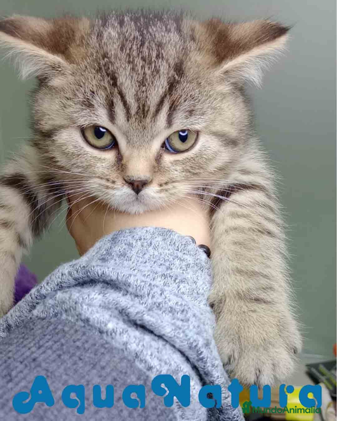 Británico de Pelo Corto gatos en venta: British Macho 4474 AQUANATURA - Anuncio 3