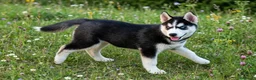 Husky Siberiano perros en venta: Husky siberiano anuncio real  - Anuncio 7