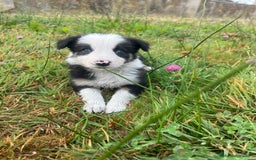 Border Collie perros en venta: Border Collie Calidad - Imagen 14