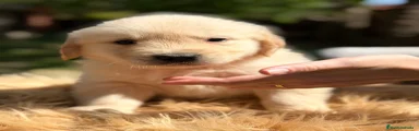 Golden Retriever Cachorro 1