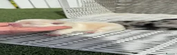 Pomerania perros en venta: POMERANIA  - Anuncio 1