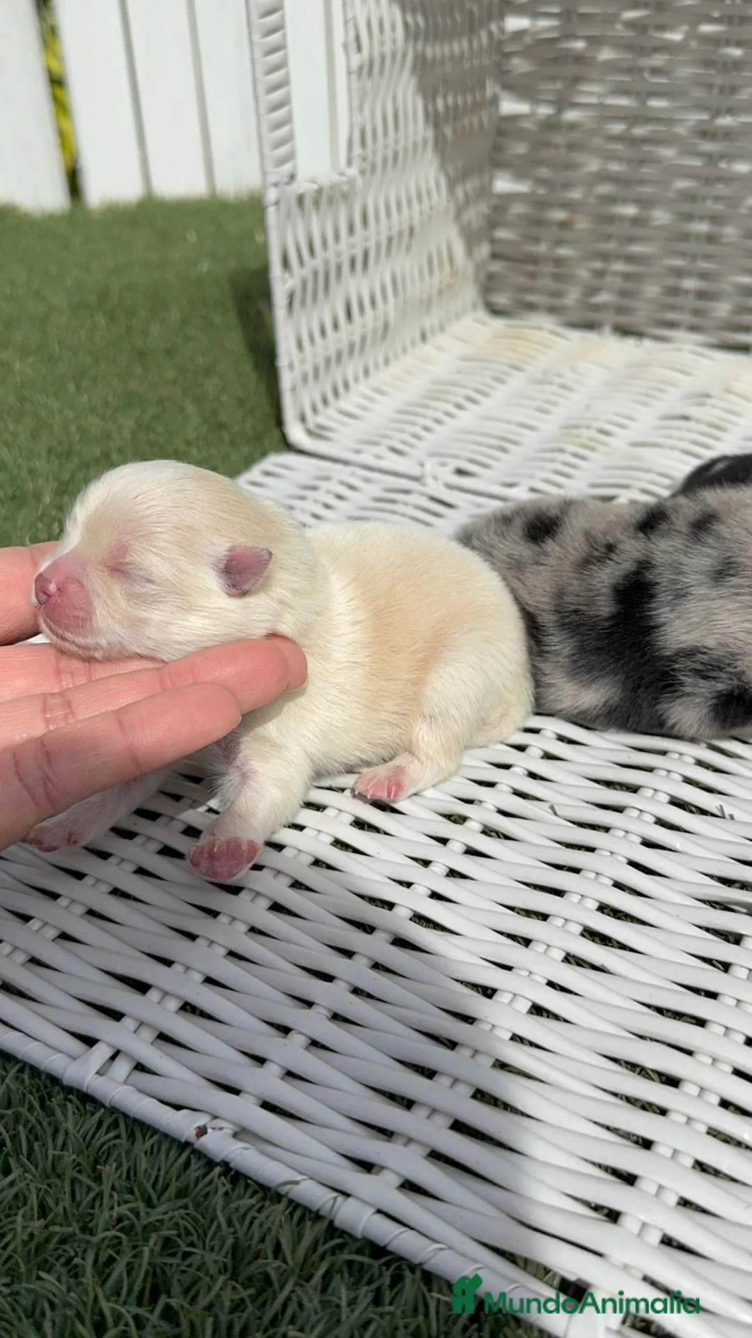 Pomerania perros en venta: POMERANIA  - Anuncio 1