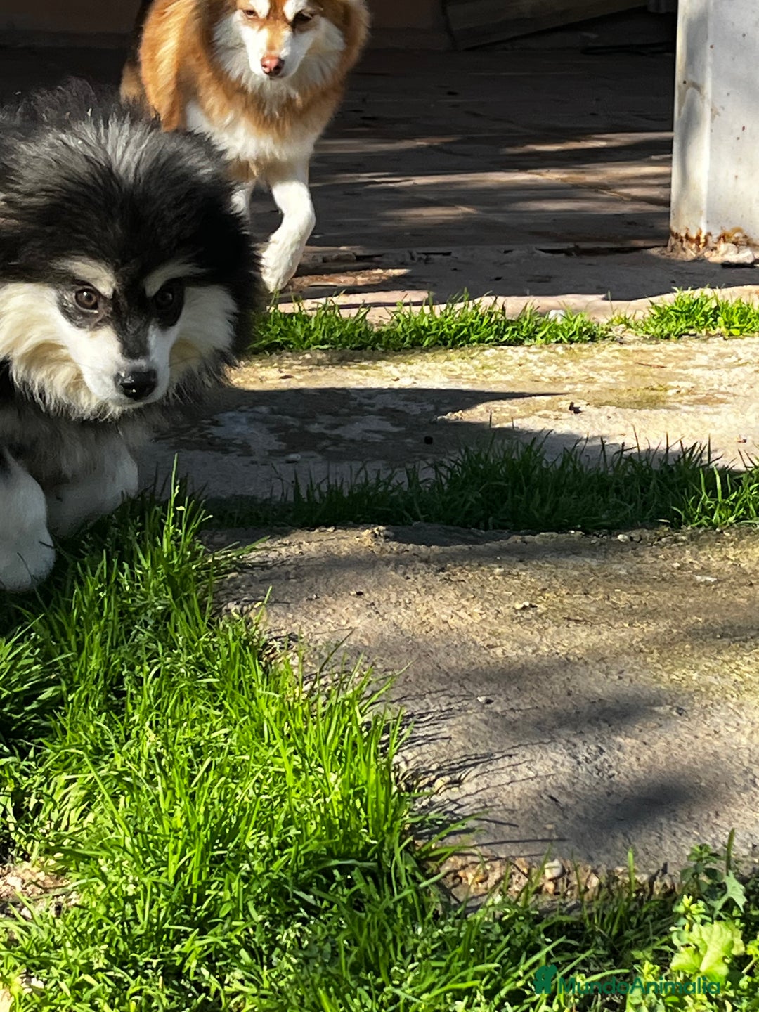 Pomsky perros en venta: Pomsky miniatura  - Anuncio 12