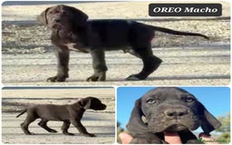 Dogo Alemán perros en venta: ¿Buscas un amigo fiel, alegre y lleno de energía? - Imagen 1