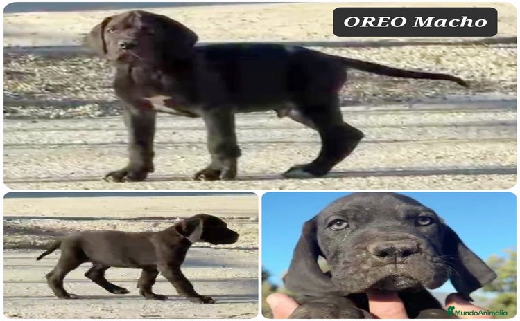 Dogo Alemán perros - Anuncio 1