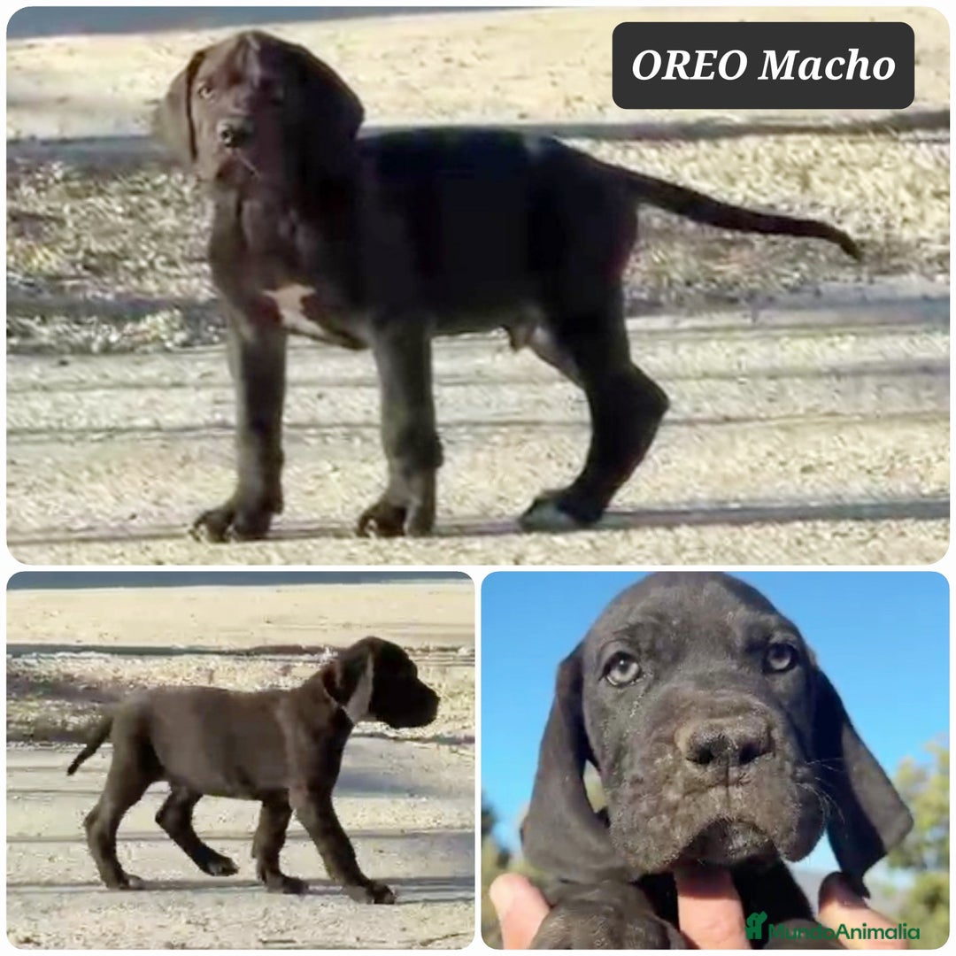 Dogo Alemán perros en venta: ¿Buscas un amigo fiel, alegre y lleno de energía? - Imagen 1