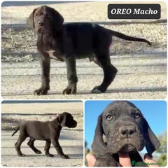 OREO macho negro
