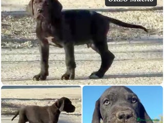 Dogo Alemán perros - Anuncio 1
