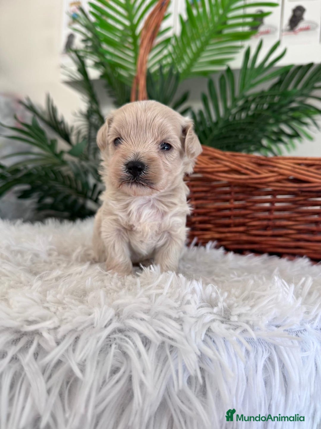 Maltipoo perros en venta: MALTIPOO MACHO - Imagen 39