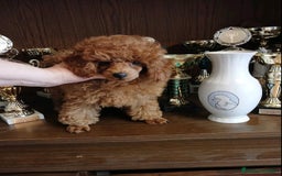 Caniche Toy perros en venta: ESPECTACULAR HEMBRA CANICHE TOY/TEA CUP - Imagen 3