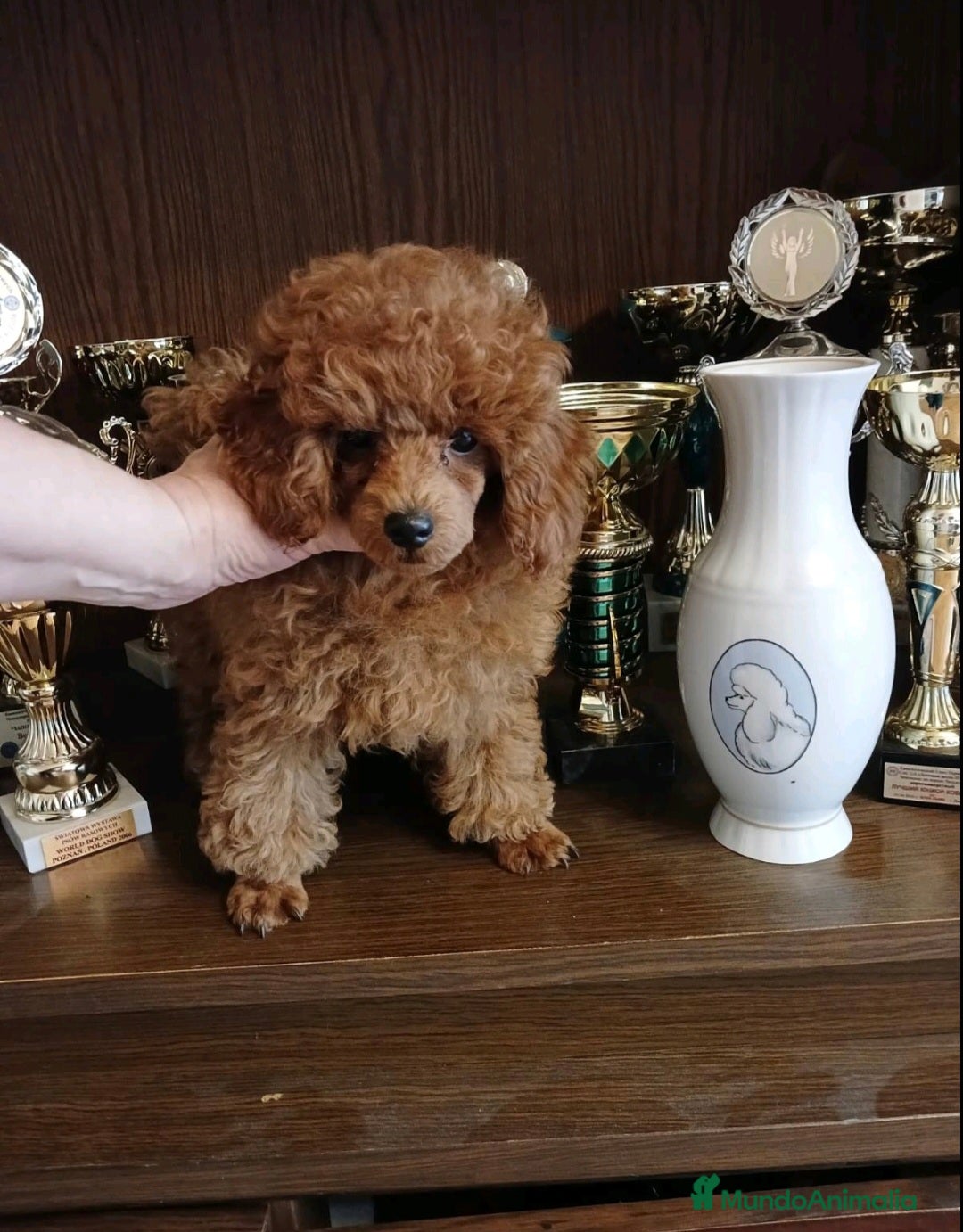 Caniche Toy perros en venta: ESPECTACULAR HEMBRA CANICHE TOY/TEA CUP - Imagen 3