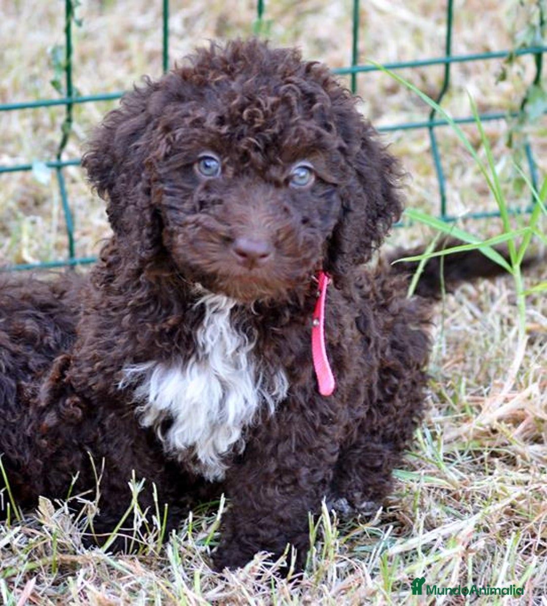 Perro de Agua Español perros en venta: Cachorros perro de agua español - Imagen 2