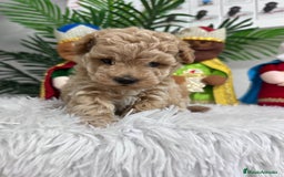 Caniche Toy perros en venta: CANICHE TOY - Anuncio 15