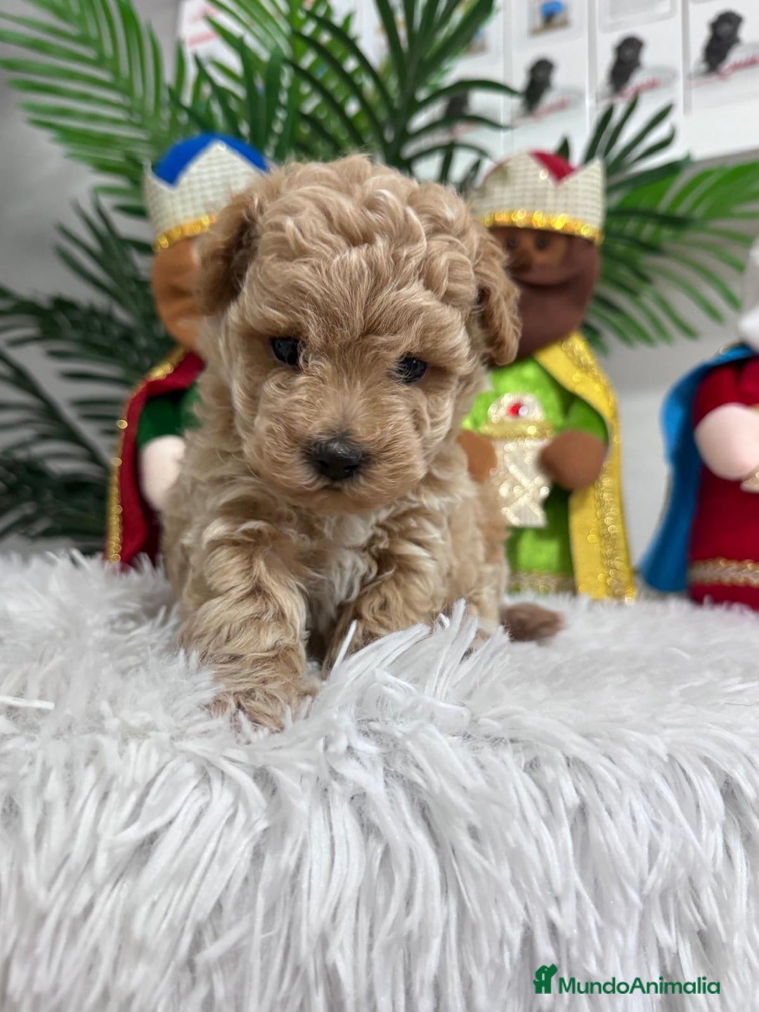 Caniche Toy perros en venta: CANICHE TOY - Anuncio 15