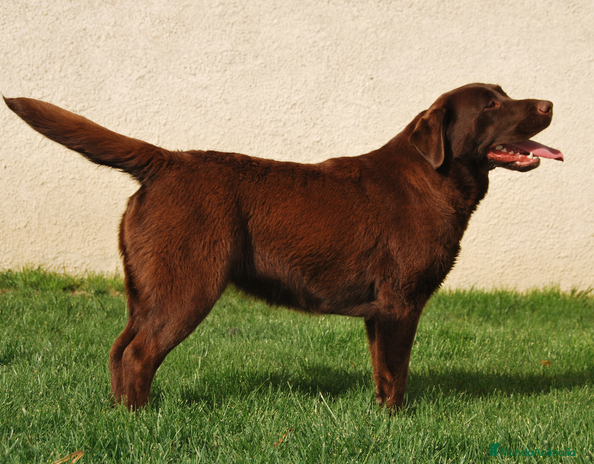 Labrador Retriever perros en Madrid - Anuncio 4