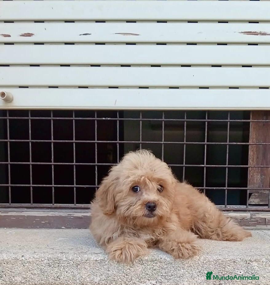 Maltipoo perros Maltipoo - Anuncio 1