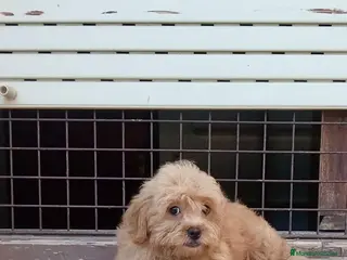 Maltipoo perros Maltipoo - Anuncio 4