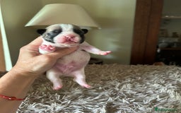 Bulldog Francés perros en venta: Bulldog francés  - Imagen 12