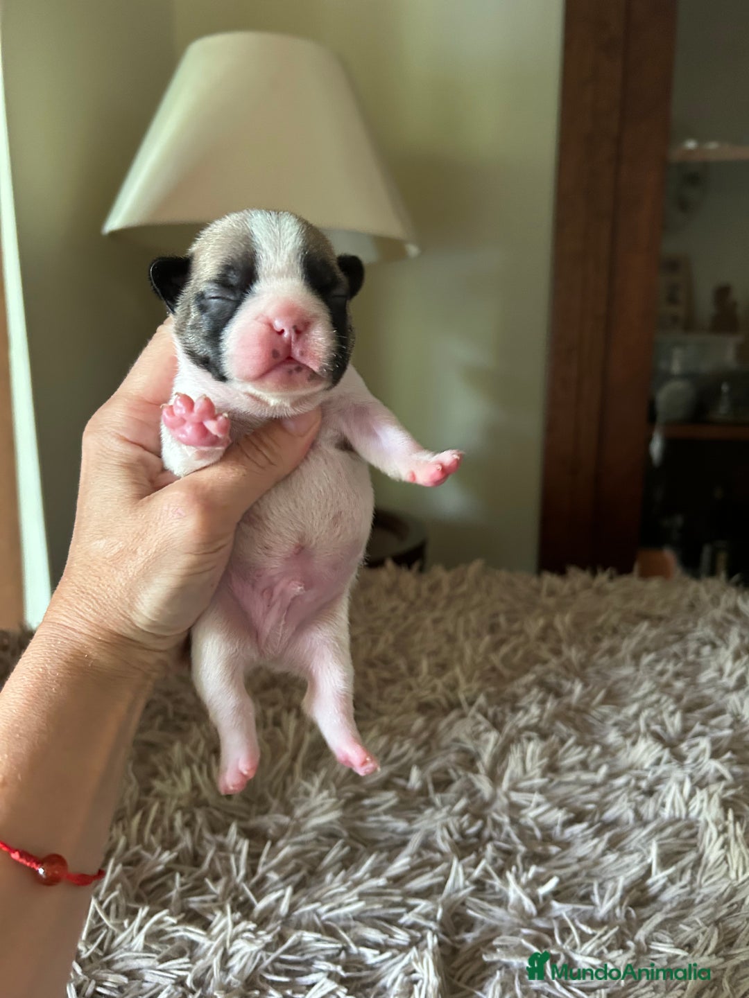 Bulldog Francés perros en venta: Bulldog francés  - Imagen 12