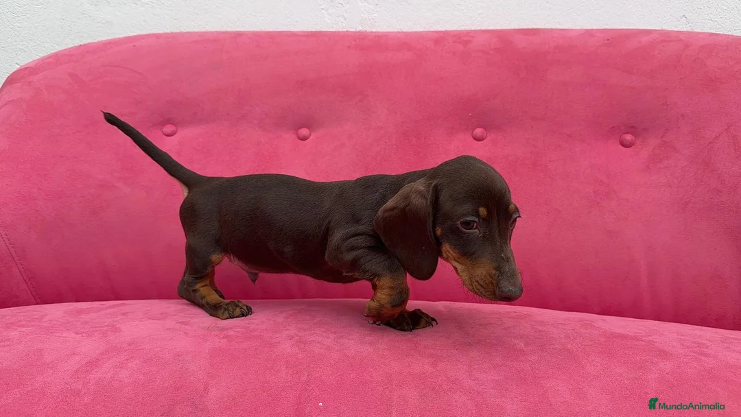 Teckel Miniatura perros en venta: Teckel chocolate 🍫♂️ - Anuncio 2