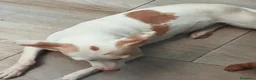 Podenco Andaluz perros en venta: Podenca andaluz  - Anuncio 4