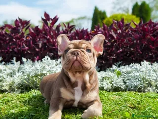 Bulldog Francés perros - Anuncio 26