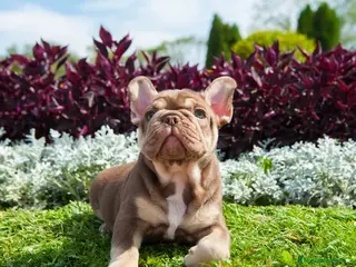 Bulldog Francés perros BULLDOG FRANCES EXOTICOS - Anuncio 9
