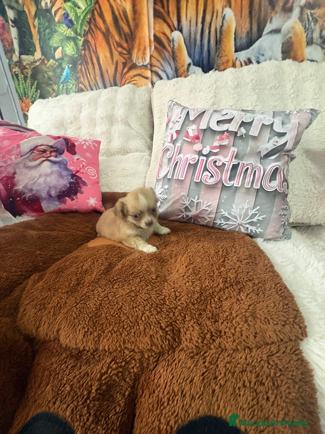 Chihuahua perros en venta: Chihuahua toy pelo largo  - Anuncio 9