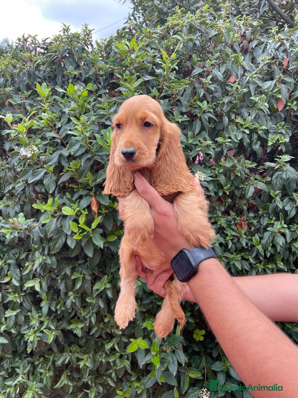 Cocker Spaniel Inglés perros cocker ingles  en Madrid - Anuncio 1