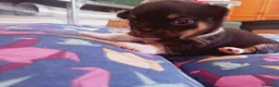 Chihuahua perros en venta: Camada Sopa Chihuahua  - Anuncio 11